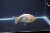 Ranchu  Lavender 3.5 Inch (ID#207R8c-75) Free2Day SHIPPING