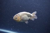 Ranchu  Lavender 3.5 Inch (ID#207R8c-75) Free2Day SHIPPING