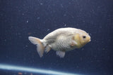 Ranchu  Lavender 3.5 Inch (ID#207R8c-75) Free2Day SHIPPING