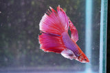 Dumbo   Multicolor Halfmoon Male Betta (ID#801-M317) Free2Day SHIPPING