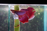 Dumbo   Multicolor Halfmoon Male Betta (ID#801-M317) Free2Day SHIPPING