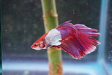 Dumbo   Multicolor Halfmoon Male Betta (ID#801-M317) Free2Day SHIPPING