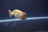 Ranchu  Lavender 3 Inch (ID#211R8c-68) Free2Day SHIPPING