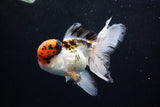 Thai Oranda Tricolor Red Cap 4.5 Inch (ID#1126To13a-48) Free2Day SHIPPING