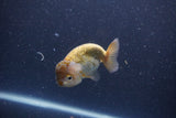 Ranchu  Lavender 3 Inch (ID#211R8c-68) Free2Day SHIPPING