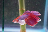 Dumbo   Multicolor Halfmoon Male Betta (ID#801-M317) Free2Day SHIPPING