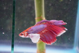 Dumbo   Multicolor Halfmoon Male Betta (ID#801-M317) Free2Day SHIPPING