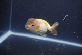 Ranchu  Lavender 3 Inch (ID#211R8c-68) Free2Day SHIPPING