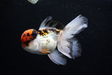 Thai Oranda Tricolor Red Cap 4.5 Inch (ID#1126To13a-48) Free2Day SHIPPING