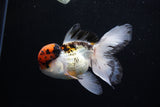 Thai Oranda Tricolor Red Cap 4.5 Inch (ID#1126To13a-48) Free2Day SHIPPING