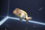 Ranchu  Lavender 3 Inch (ID#211R8c-68) Free2Day SHIPPING