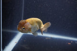 Ranchu  Lavender 3 Inch (ID#211R8c-68) Free2Day SHIPPING