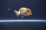 Ranchu  Lavender 3 Inch (ID#211R8c-68) Free2Day SHIPPING