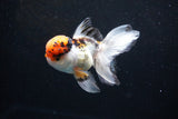 Thai Oranda Tricolor Red Cap 4.5 Inch (ID#1126To13a-48) Free2Day SHIPPING