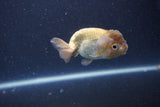 Ranchu  Lavender 3 Inch (ID#211R8c-68) Free2Day SHIPPING