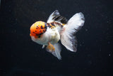 Thai Oranda Tricolor Red Cap 4.5 Inch (ID#1126To13a-48) Free2Day SHIPPING