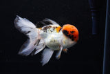 Thai Oranda Tricolor Red Cap 4.5 Inch (ID#1126To13a-48) Free2Day SHIPPING