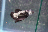 Black   Samurai Plakat Male Betta (ID#801-M318) Free2Day SHIPPING