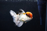 Thai Oranda Tricolor Red Cap 4.5 Inch (ID#1126To13a-48) Free2Day SHIPPING