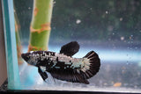 Black   Samurai Plakat Male Betta (ID#801-M318) Free2Day SHIPPING