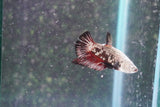 Black   Samurai Plakat Male Betta (ID#801-M319) Free2Day SHIPPING