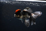 Thai Oranda Tricolor Red Cap 4.5 Inch (ID#1126To13a-49) Free2Day SHIPPING