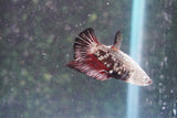 Black   Samurai Plakat Male Betta (ID#801-M319) Free2Day SHIPPING