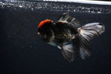 Thai Oranda Tricolor Red Cap 4.5 Inch (ID#1126To13a-49) Free2Day SHIPPING