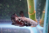 Black   Samurai Plakat Male Betta (ID#801-M319) Free2Day SHIPPING