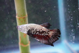 Black   Samurai Plakat Male Betta (ID#801-M319) Free2Day SHIPPING