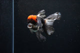 Thai Oranda Tricolor Red Cap 4.5 Inch (ID#1126To13a-49) Free2Day SHIPPING