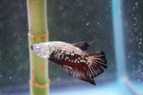 Black   Samurai Plakat Male Betta (ID#801-M319) Free2Day SHIPPING