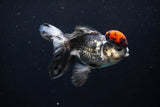 Thai Oranda Tricolor Red Cap 4.5 Inch (ID#1126To13a-49) Free2Day SHIPPING