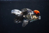 Thai Oranda Tricolor Red Cap 4.5 Inch (ID#1126To13a-49) Free2Day SHIPPING