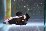 Black   Samurai Plakat Male Betta (ID#801-M320) Free2Day SHIPPING