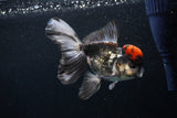 Thai Oranda Tricolor Red Cap 4.5 Inch (ID#1126To13a-49) Free2Day SHIPPING