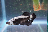 Black   Samurai Plakat Male Betta (ID#801-M320) Free2Day SHIPPING