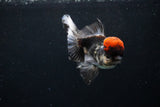 Thai Oranda Tricolor Red Cap 4.5 Inch (ID#1126To13a-49) Free2Day SHIPPING