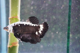 Black   Samurai Plakat Male Betta (ID#801-M320) Free2Day SHIPPING