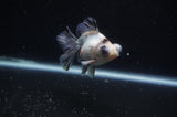 Butterfly  Calico 3.5 Inch (ID#321B8b-34) Free2Day SHIPPING