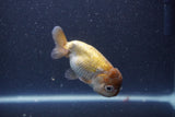 Ranchu  Lavender 3.5 Inch (ID#211R8c-70) Free2Day SHIPPING