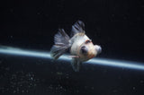 Butterfly  Calico 3.5 Inch (ID#321B8b-34) Free2Day SHIPPING