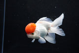 Thai Oranda  Red Cap 4.5 Inch (ID#1126To13a-50) Free2Day SHIPPING