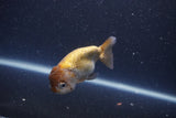 Ranchu  Lavender 3.5 Inch (ID#211R8c-70) Free2Day SHIPPING