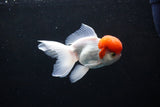 Thai Oranda  Red Cap 4.5 Inch (ID#1126To13a-50) Free2Day SHIPPING