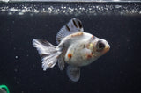 Butterfly  Calico 3.5 Inch (ID#321B8b-34) Free2Day SHIPPING