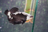 Black   Samurai Plakat Male Betta (ID#801-M320) Free2Day SHIPPING