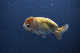 Ranchu  Lavender 3.5 Inch (ID#211R8c-70) Free2Day SHIPPING