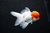 Thai Oranda  Red Cap 4.5 Inch (ID#1126To13a-50) Free2Day SHIPPING