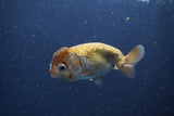 Ranchu  Lavender 3.5 Inch (ID#211R8c-70) Free2Day SHIPPING